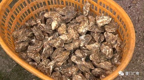 福建海域吃瓜,探寻海鲜美食的海洋秘境