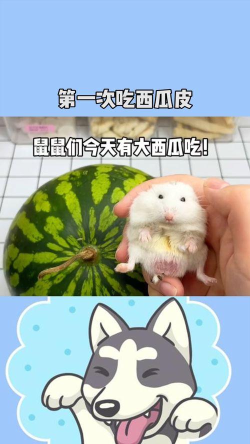 道具吃瓜鼠鼠,揭秘神秘道具背后的神奇力量