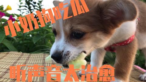 吃瓜小狗的视频,揭秘娱乐圈幕后趣闻