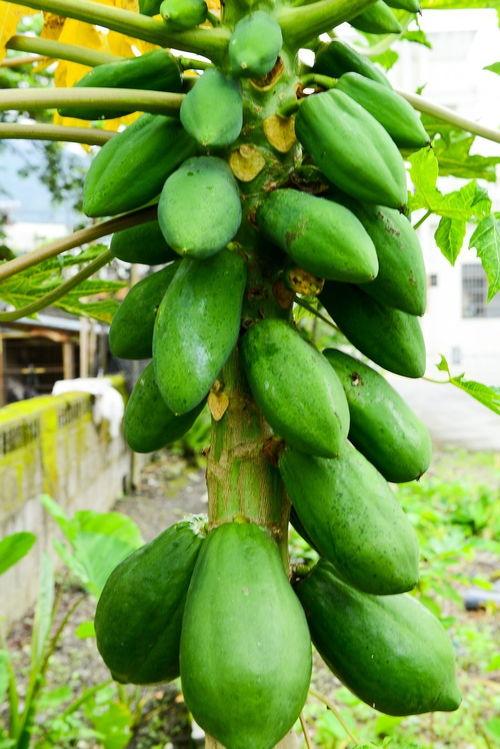 广西白瓜怎么吃,解锁夏日清新美味