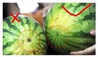 阜阳海伦斯吃瓜,揭秘背后的真相与争议