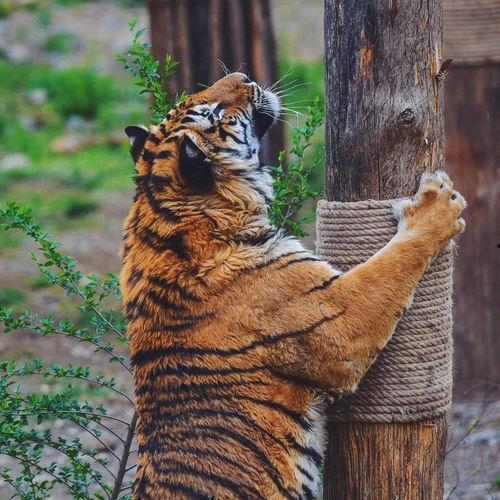 河马吃瓜头像高清,瓜香四溢的夏日风情