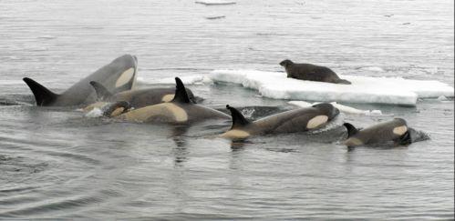 蓝鲸杆子吃瓜,揭秘神秘海洋生物的“吃瓜”之谜