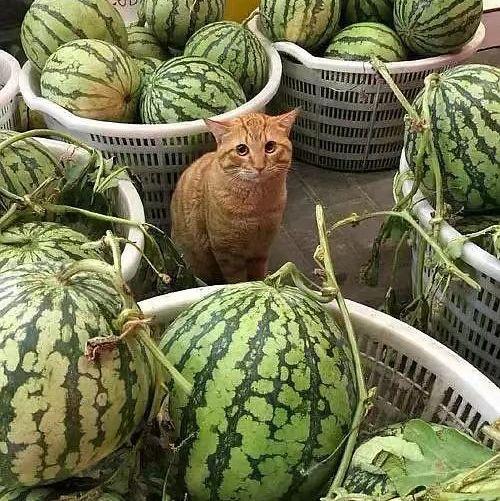 安徽吃洋葱卖瓜,洋葱与瓜果的奇妙融合之旅