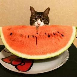 鱼吃不吃瓜,探究水族与瓜果的奇妙缘分