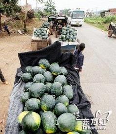 湖南衡东吃瓜事件,一场网络舆论的风波与反思