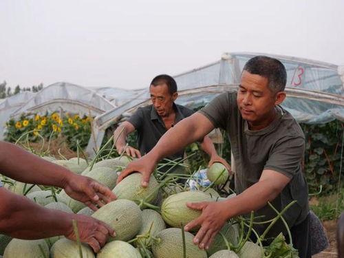 大徐吃瓜攻略,揭秘娱乐圈幕后真相，带你领略明星生活