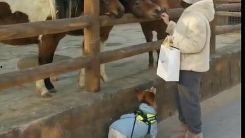 吃瓜基认真吃瓜,一场别开生面的吃瓜盛宴