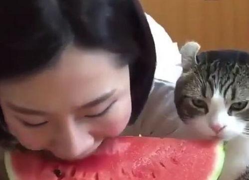 跟着小猫吃瓜,一场趣味横生的美食之旅