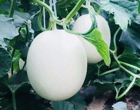 黄色爽瓜怎么吃,解锁夏日清新美味