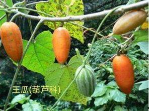 吃凉瓜咽喉痒,揭秘夏日清凉背后的隐患