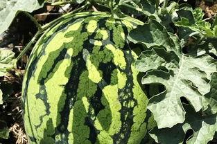 自驾吃瓜解暑,吃瓜解暑，畅享夏日清凉之旅