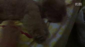 吃瓜视频恶心的,网络暴力下的心理阴影