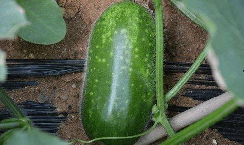 吃瓜线唐九九,吃瓜线上的美食探索之旅