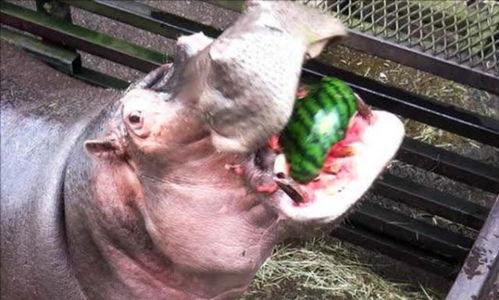 河马吃瓜 流口水