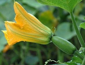 吃茎瓜的好处,揭秘吃茎瓜的五大健康优势