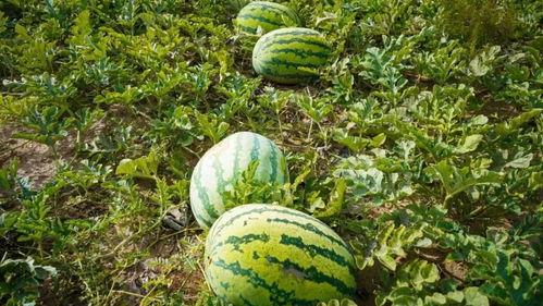 万喜吃瓜,揭秘娱乐圈的甜蜜瓜田