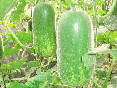 吃四瓜和五瓜哪个减肥,揭秘减肥效果大比拼”