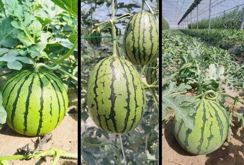 大兴吃瓜视频大全,揭秘网络热点背后的故事