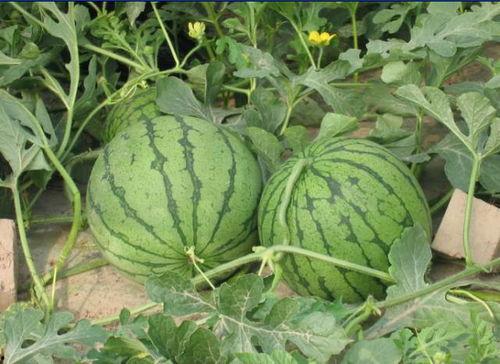 南湖最新吃瓜事件