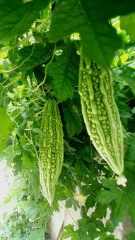 点点老d吃瓜,揭秘点点老D吃瓜背后的娱乐风云